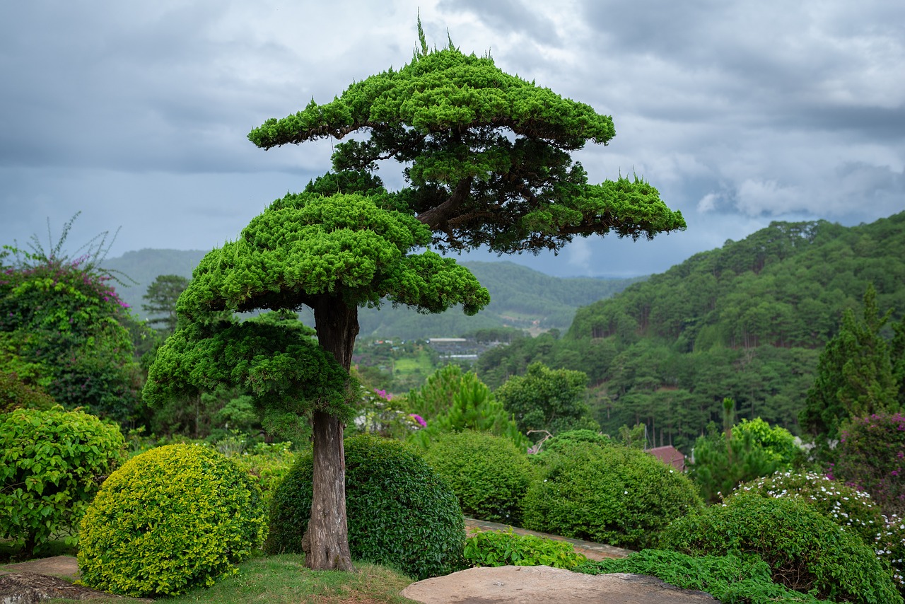 Master the Craft: Bonsai Tree Carving